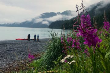 A small group of kayakers ready to paddle in Resurrection Bay with fireweed in the foreground